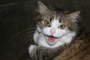 Author interviews: The art of speaking clearly.
